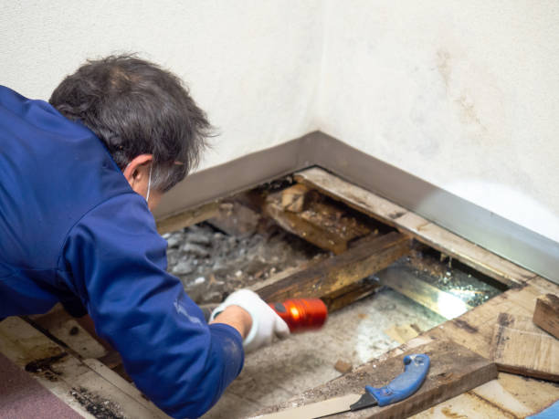 Best Mold Damage Repair  in Kennedy, CA