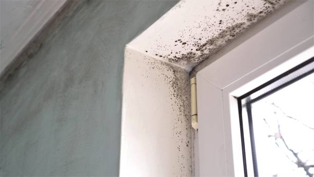 Best Same-Day Mold Removal  in Kennedy, CA