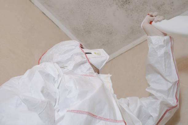 Best Attic Mold Removal  in Kennedy, CA