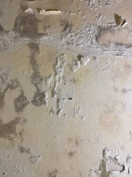 Best Residential Mold Removal  in Kennedy, CA
