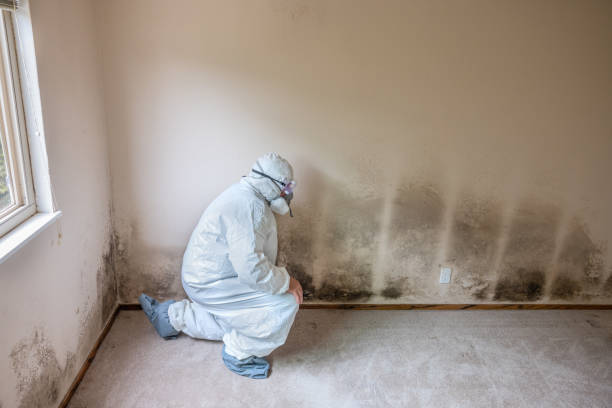 Best Certified Mold Removal  in Kennedy, CA