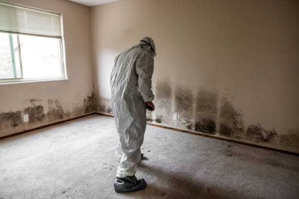 Best Mold Cleaning Services  in Kennedy, CA