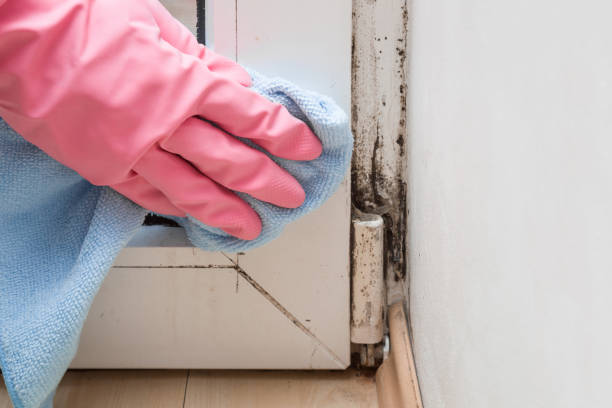 Trusted Kennedy, CA Mold Removal Experts